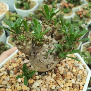 euphorbia japonica