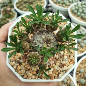 euphorbia japonica
