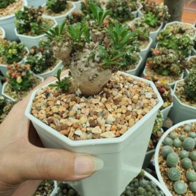 euphorbia japonica