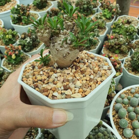 euphorbia japonica
