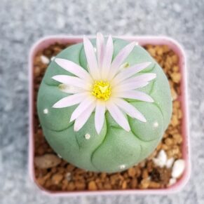 peyote (Lophophora williamsii)