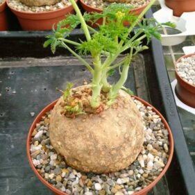 Jatropha berlandieri