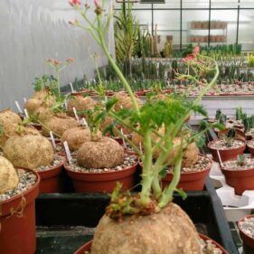 Jatropha berlandieri