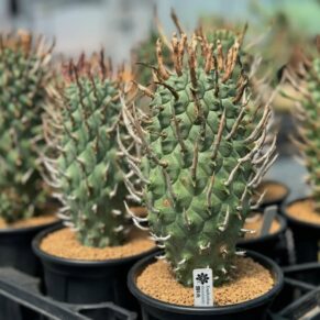 Euphorbia schoenlandii