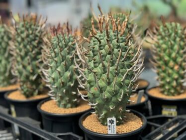 Euphorbia schoenlandii