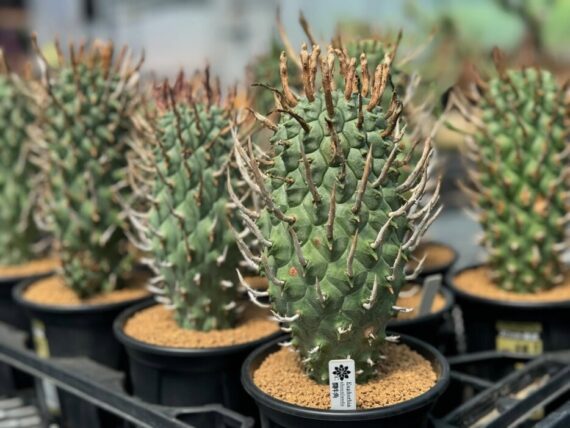 Euphorbia schoenlandii