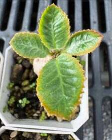 Dorstenia Horwoodii Hybrid Variegata Seedling