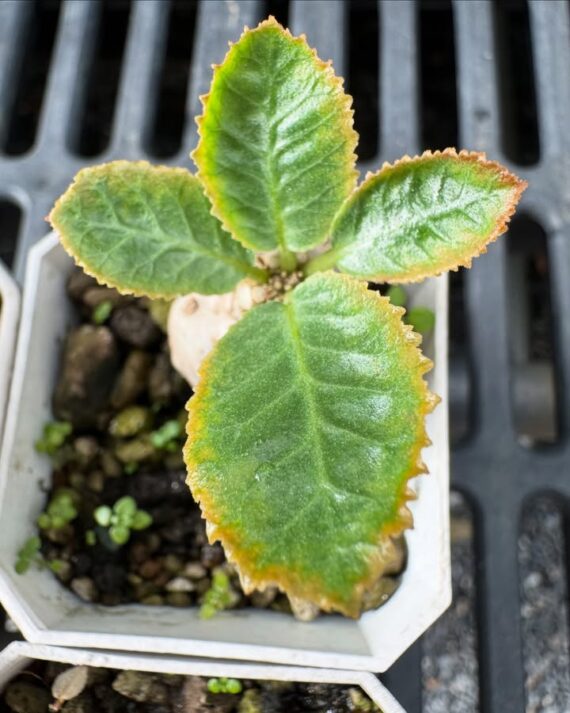 Dorstenia Horwoodii Hybrid Variegata Seeding