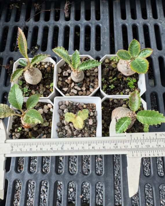 Dorstenia Horwoodii Hybrid Variegata Seeding - Image 3