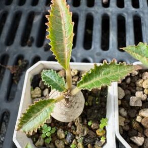 Dorstenia Horwoodii Hybrid Variegata Seeding