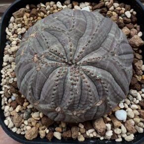 Euphorbia obesa