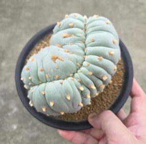 peyote (Lophophora williamsii)