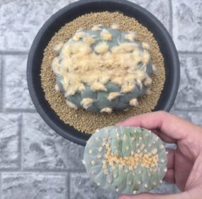 peyote (Lophophora williamsii)