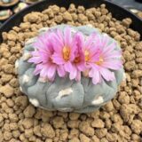 peyote (Lophophora williamsii)