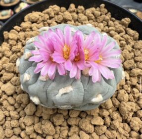 peyote (Lophophora williamsii)