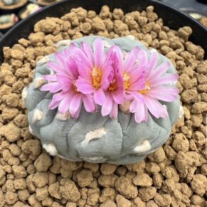 peyote (Lophophora williamsii)