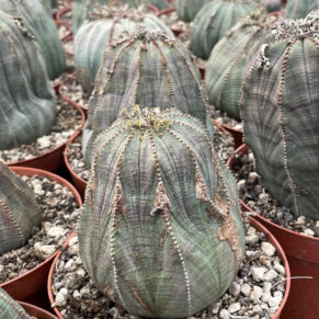 euphorbia obesa