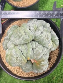 peyote (Lophophora williamsii)