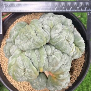 peyote (Lophophora williamsii)