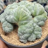 peyote (Lophophora williamsii)