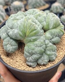 peyote 