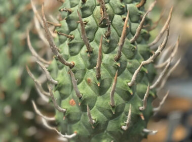Euphorbia schoenlandii