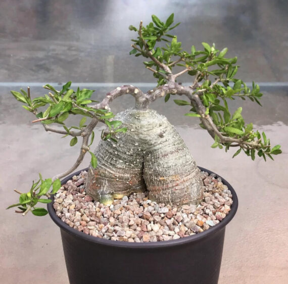 fockea edulis