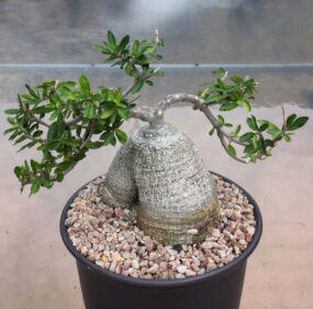 fockea edulis