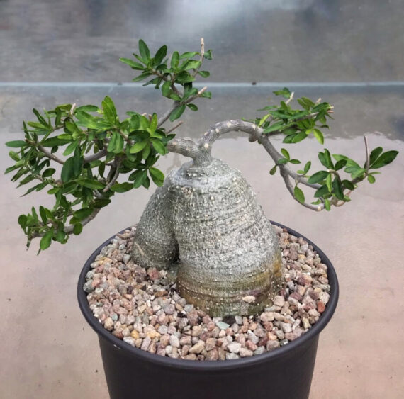 fockea edulis