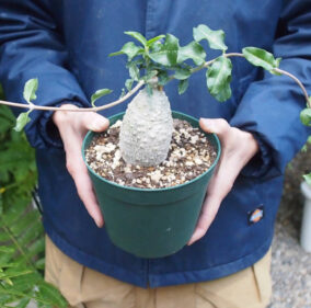 fockea edulis