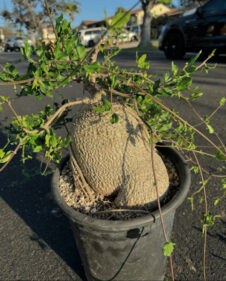 fockea edulis