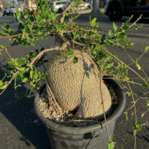 fockea edulis