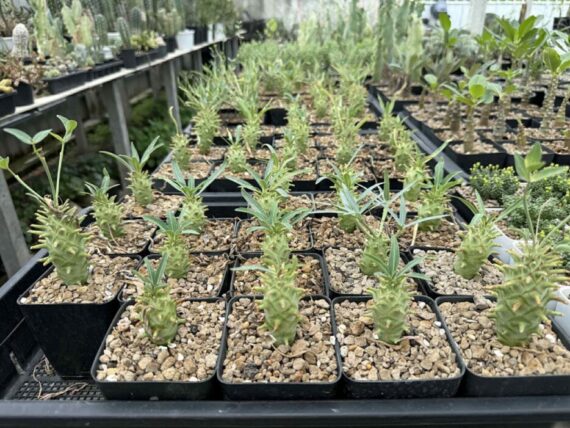 Euphorbia longituberculosa