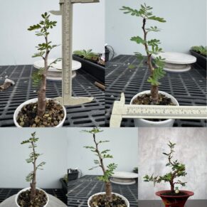 senna meridionalis
