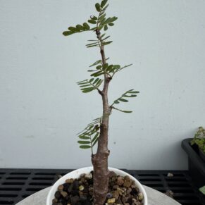 senna meridionalis