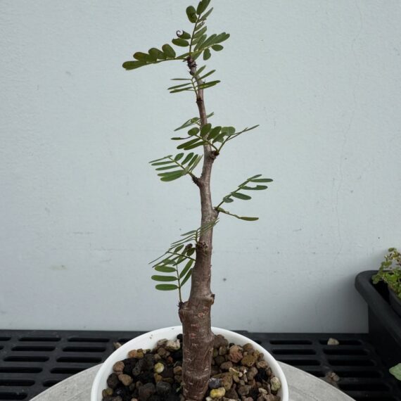 senna meridionalis