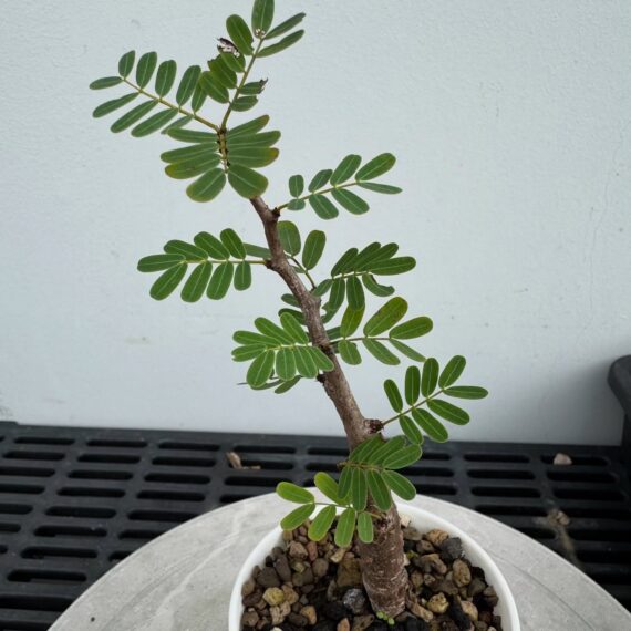 senna meridionalis