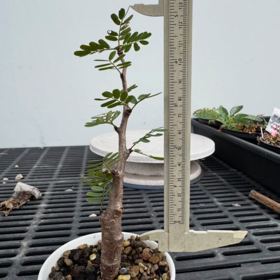 senna meridionalis