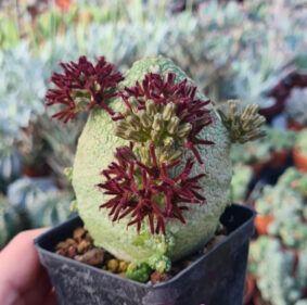Growth rate for pseudolithos migiurtinus succulents Growth rate for pseudolithos migiurtinus succulents