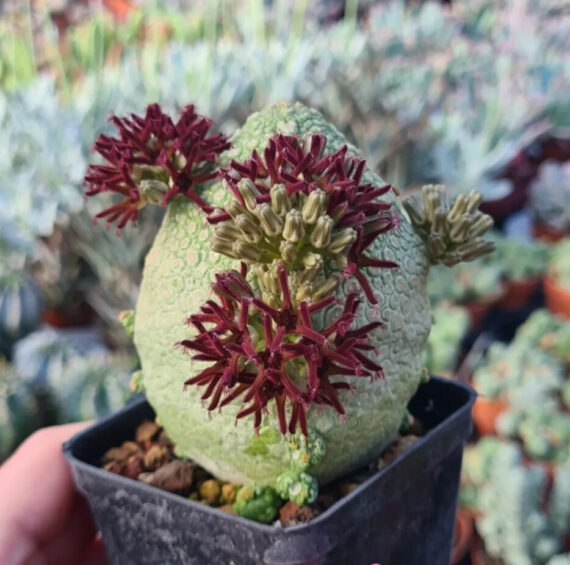 pseudolithos migiurtinus