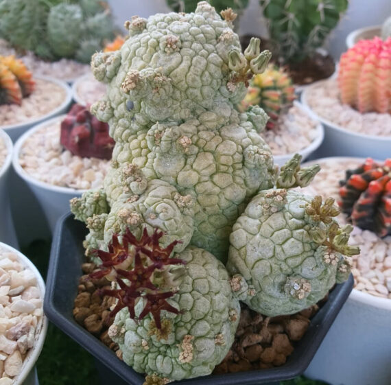 pseudolithos migiurtinus