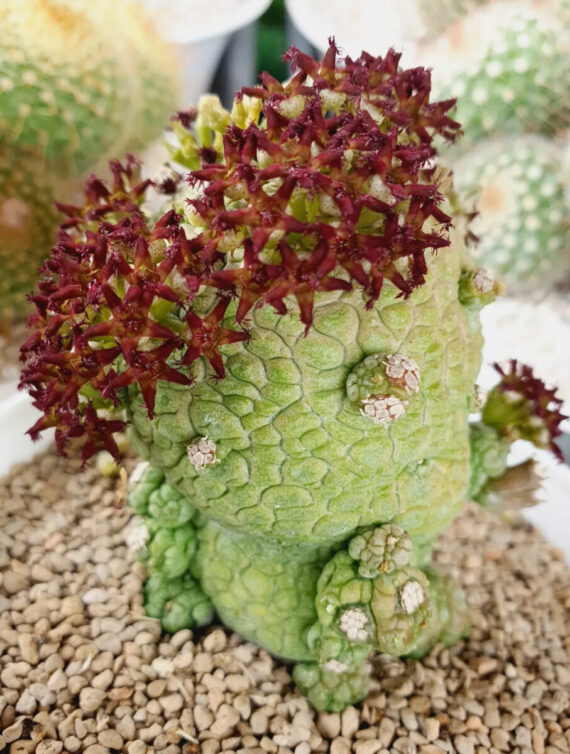 pseudolithos migiurtinus