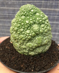 a green plant in a pot