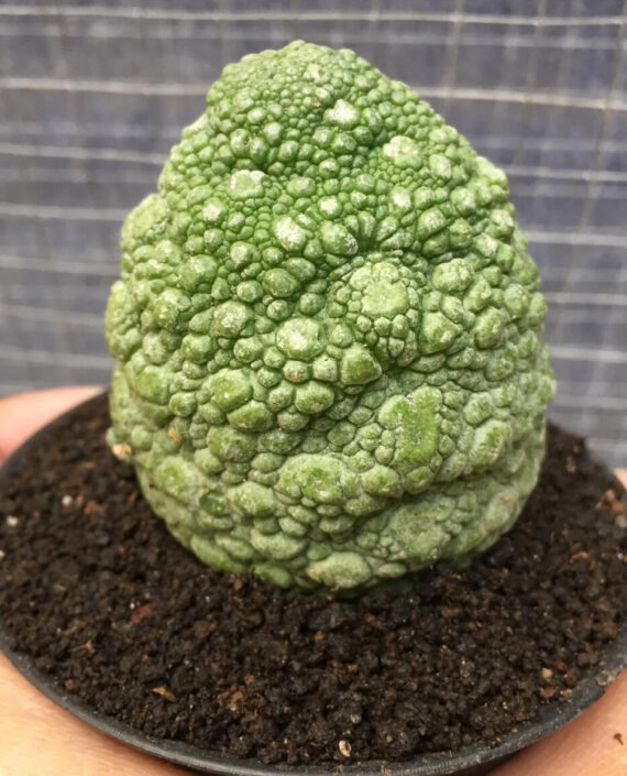 pseudolithos migiurtinus
