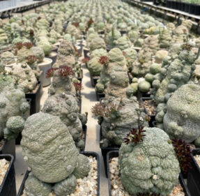 Growth rate for pseudolithos migiurtinus succulents