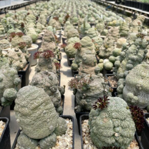 pseudolithos migiurtinus
