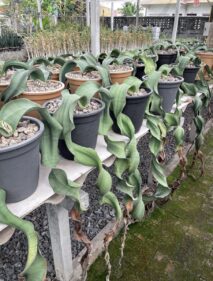 Welwitschia mirabilis