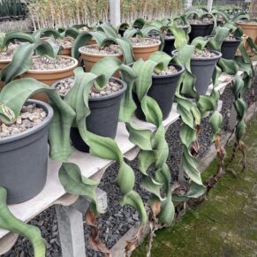 Welwitschia mirabilis