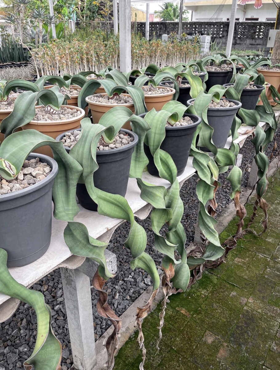 Welwitschia mirabilis