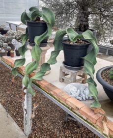Welwitschia mirabilis